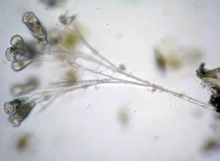 Microscopia salata